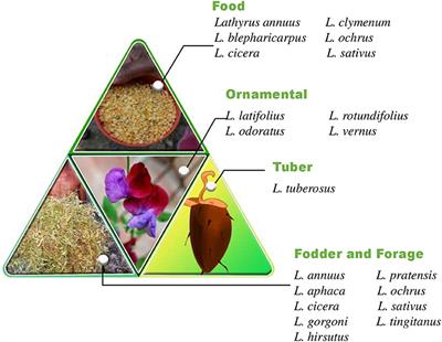 Rediscovering the Potential of Multifaceted Orphan Legume Grasspea- a Sustainable Resource With High Nutritional Values